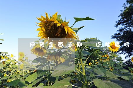 网贷全面逾期 还能借吗 网贷全面逾期 还能借吗